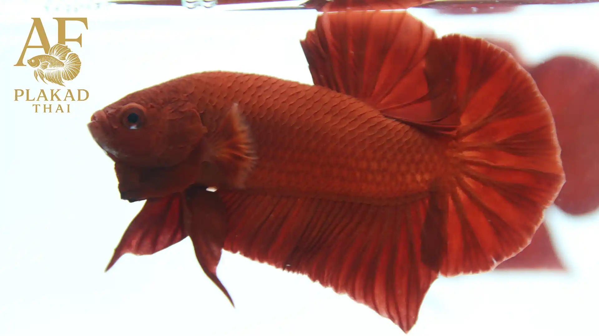 Buy Thai Pot Super Red Betta Online – AF Plakad Thai Betta Farm, Safe Worldwide Shipping via Trans-Shipper
